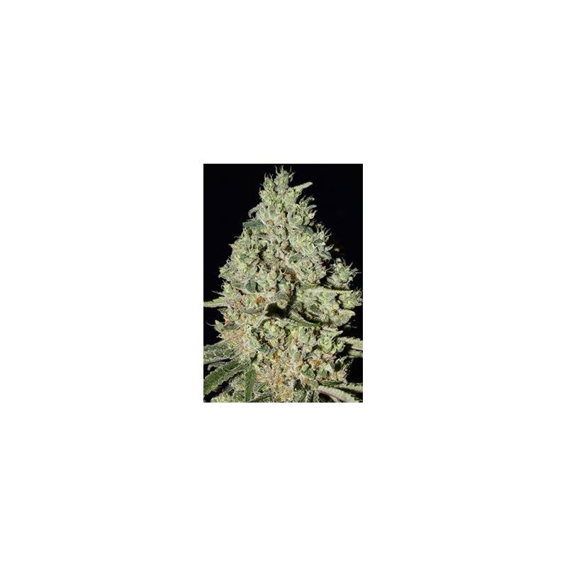 Dfa Autofloreciente Feminizada de Super Strains