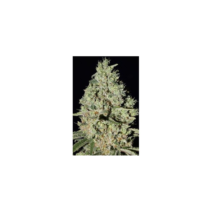 Dfa Autofloreciente Feminizada de Super Strains