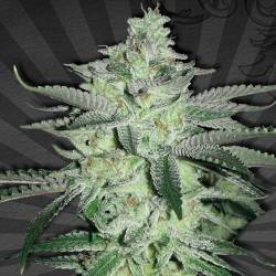 Diesel Berry Autofloreciente Feminizada de Auto Seeds