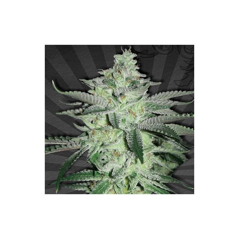 Diesel Berry Autofloreciente Feminizada de Auto Seeds