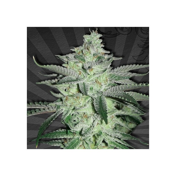 Diesel Berry Autofloreciente Feminizada de Auto Seeds