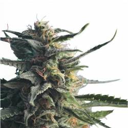 Diesel Girl (Español) Feminizada de 