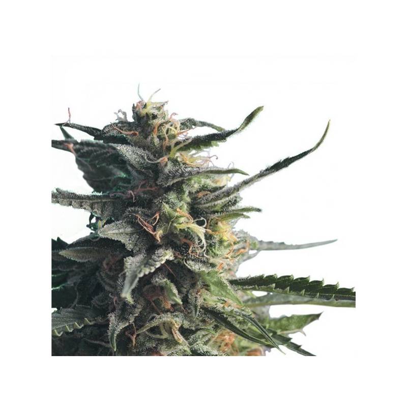 Diesel Girl (Ingles) Feminizada de Diesel Girl (Ingles) Feminizada de