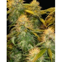 Dna Mix Pack Feminizada de DNA Genetics