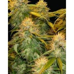 Dna Mix Pack Feminizada de DNA Genetics
