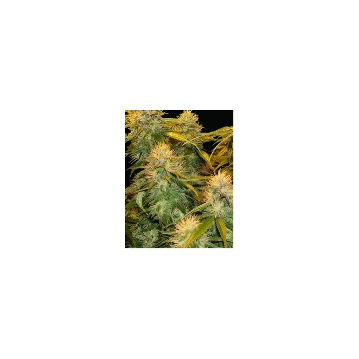 Dna Mix Pack Feminizada de DNA Genetics