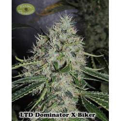 Dominator X Biker Ltd. Regular de 