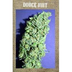 Douce Nuit Feminizada de French Touch Seeds