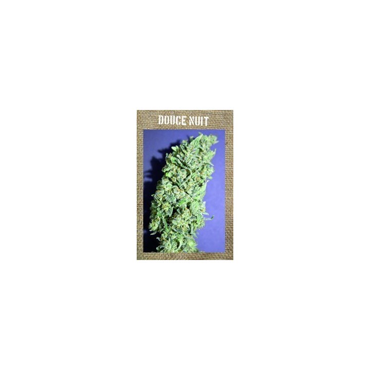 Douce Nuit Feminizada de French Touch Seeds
