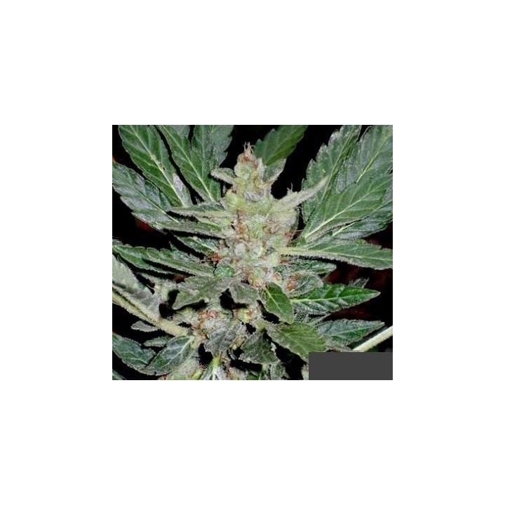 Dr. Feelgood Feminizada de Short Stuff Seeds