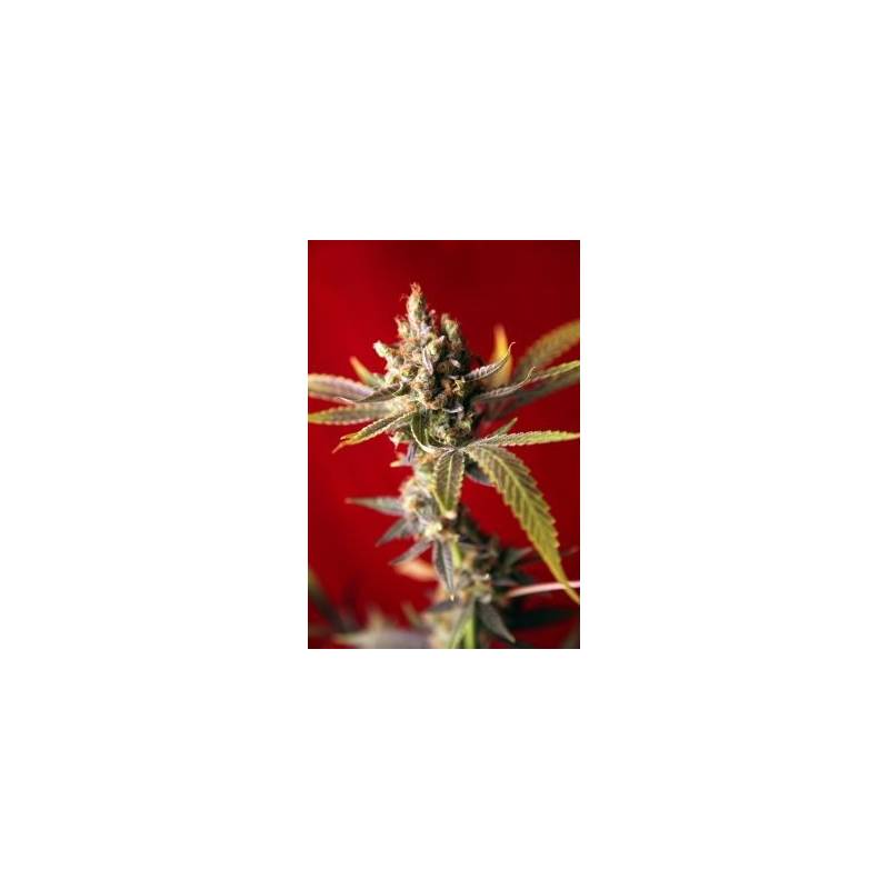 Dub Regular de Reggae Seeds