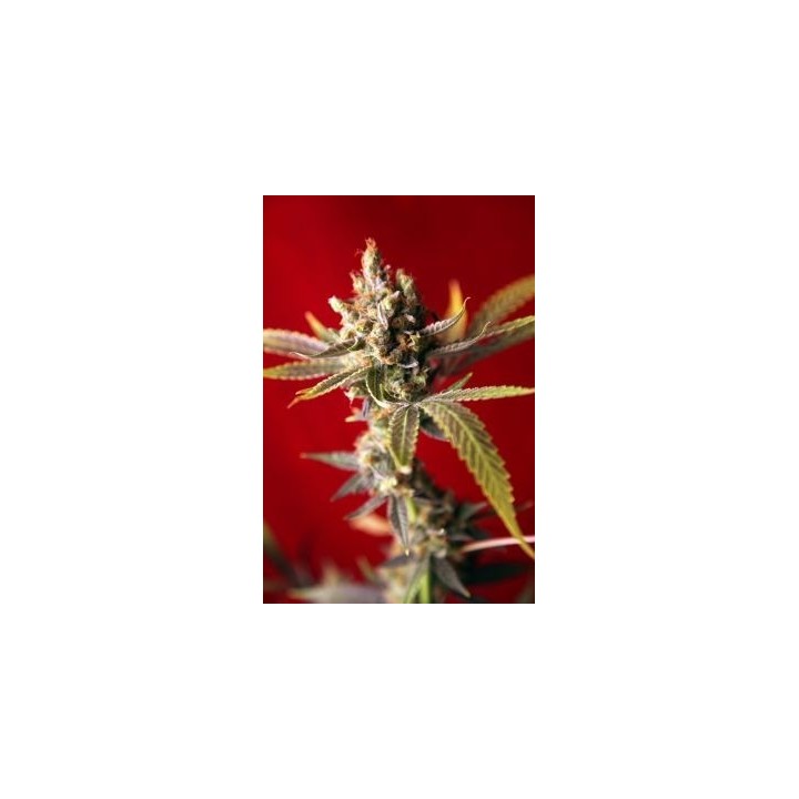 Dub Regular de Reggae Seeds