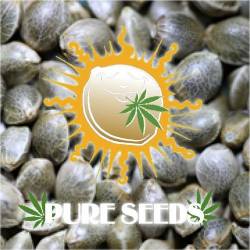 Edicion Coleccionista 1 Feminizada de Pure Seeds