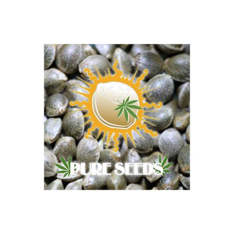 Edicion Coleccionista 1 Feminizada de Pure Seeds Edicion Coleccionista 1 Feminizada de Pure Seeds