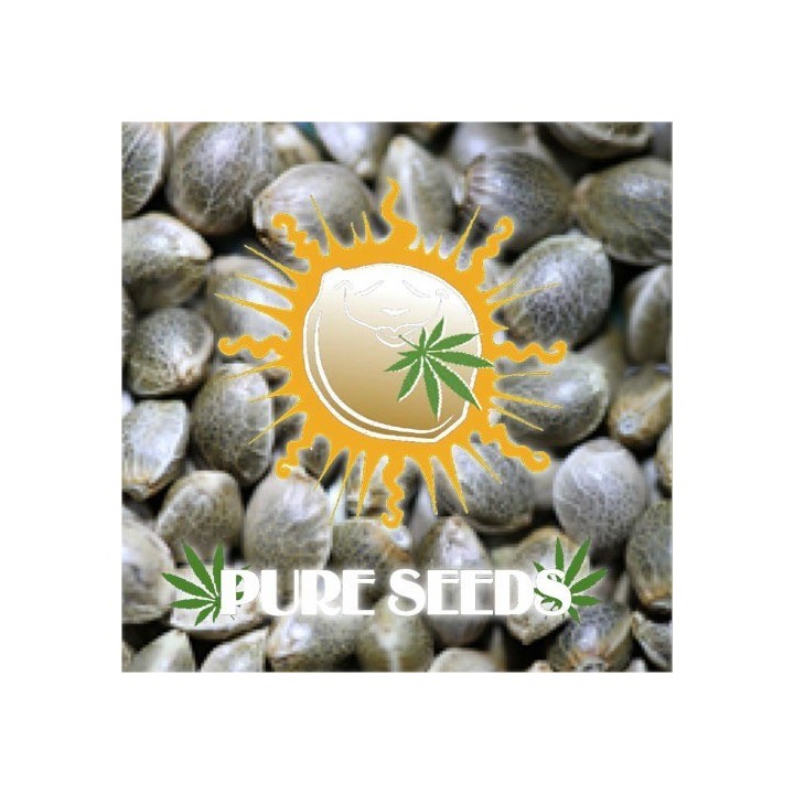 Edicion Coleccionista 2 Feminizada de Pure Seeds