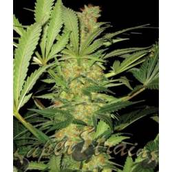 El Cucaracha Feminizada de Super Strains