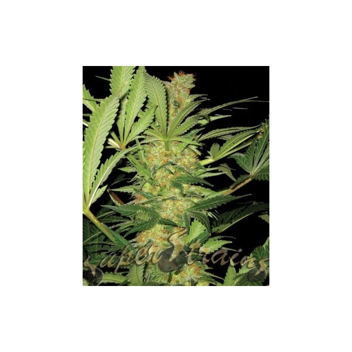 El Cucaracha Feminizada de Super Strains