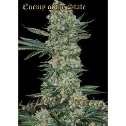 Enemy Of The State Feminizada de Super Strains