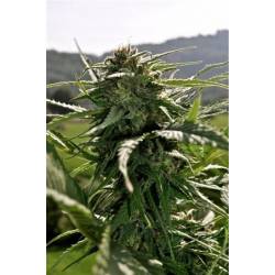 Erdbeer Feminizada de 