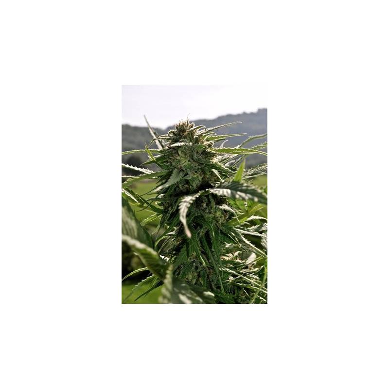 Erdbeer Feminizada de 