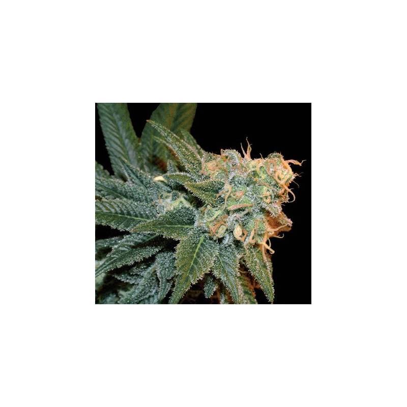 Ese T. Bilbo Autofloreciente Feminizada de Genehtik Seeds