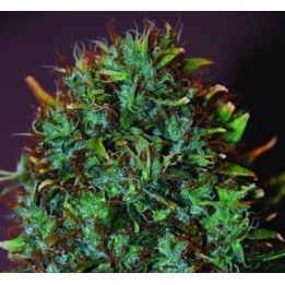 Expert Haze Feminizada de Expert Seeds