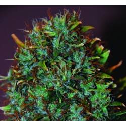 Expert Haze Feminizada de Expert Seeds