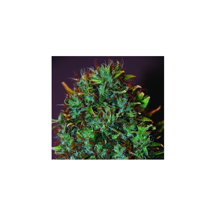 Expert Haze Feminizada de Expert Seeds