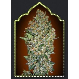 Feminized Collection 1 Feminizada de 