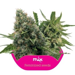 Feminized Mix Feminizada de Royal Queen