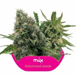 Feminized Mix Feminizada de Royal Queen