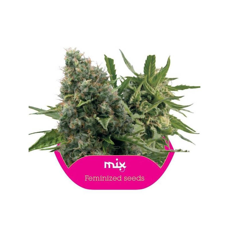 Feminized Mix Feminizada de Royal Queen Feminized Mix Feminizada de Royal Queen