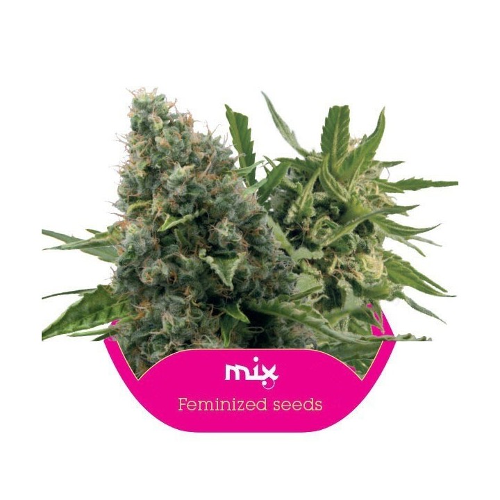 Feminized Mix Feminizada de Royal Queen