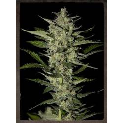 Flowerbomb Kush Feminizada de Strainhunters