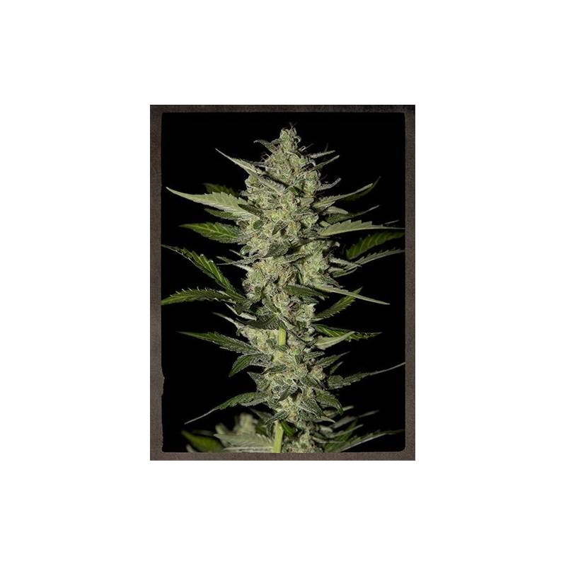 Flowerbomb Kush Feminizada de Strainhunters