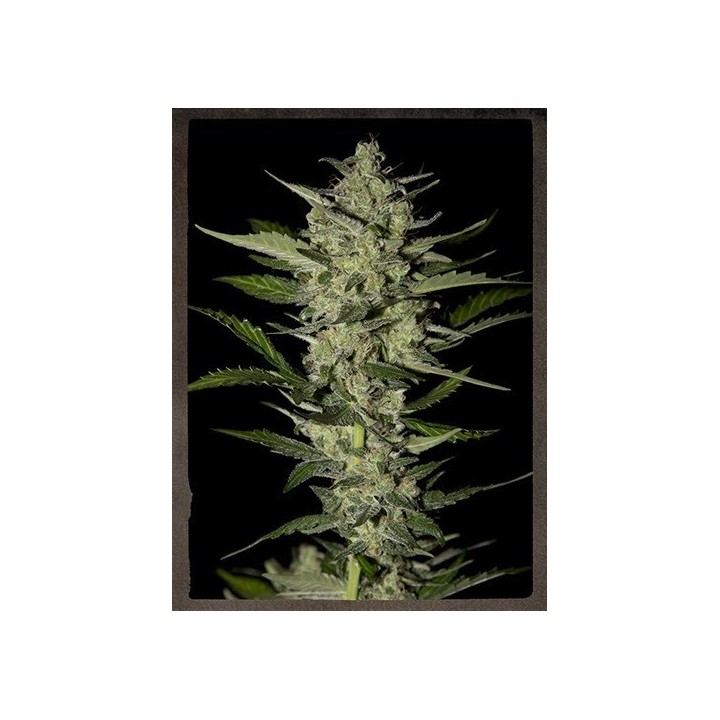 Flowerbomb Kush Feminizada de Strainhunters