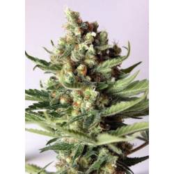 Free Tibet Regular de Soma Seeds