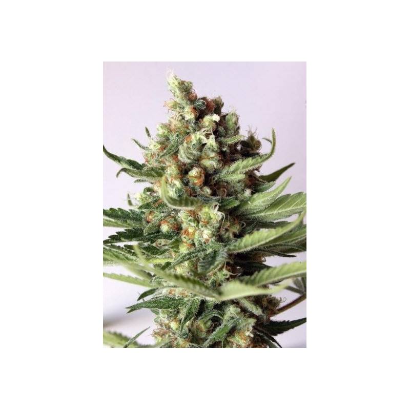 Free Tibet Regular de Soma Seeds