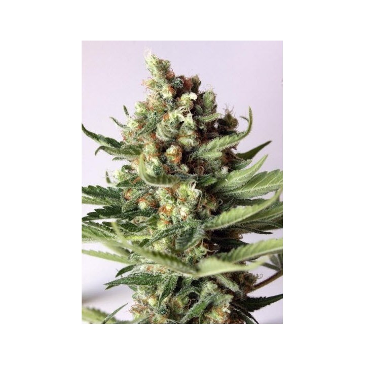 Free Tibet Regular de Soma Seeds