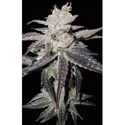 Freeze Berry Autofloreciente Feminizada de Bio Green