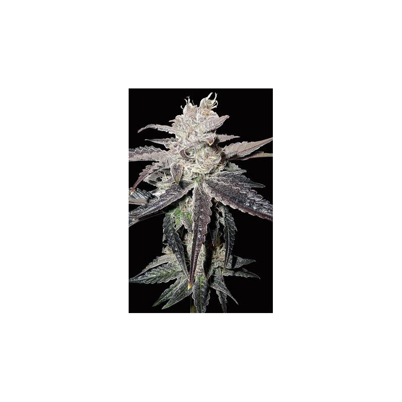 Freeze Berry Autofloreciente Feminizada de Bio Green