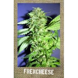 Frencheese Feminizada de French Touch Seeds