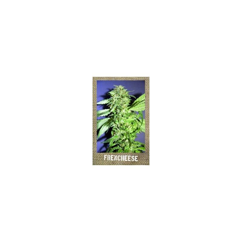 Frencheese Feminizada de French Touch Seeds