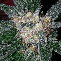 G13-Haze Amethyst Regular de Soma Seeds