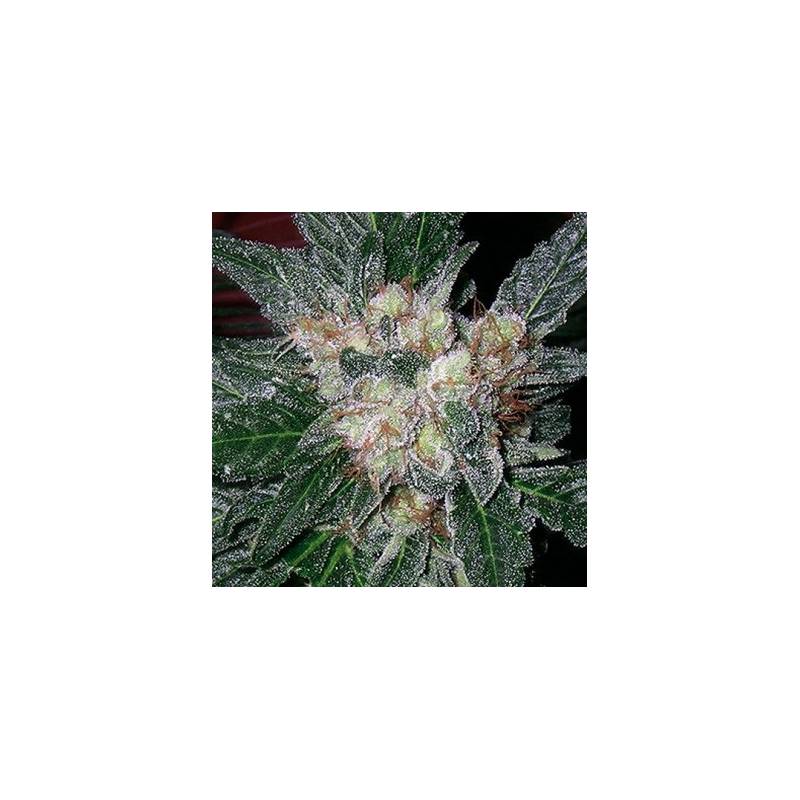 G13-Haze Amethyst Regular de Soma Seeds