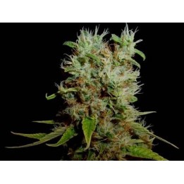 G13-Haze Buddha's Sister Regular de Soma Seeds
