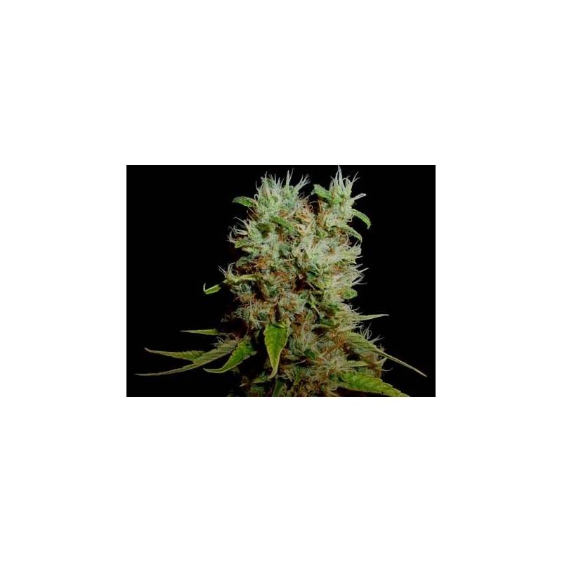 G13-Haze Buddha's Sister Regular de Soma Seeds