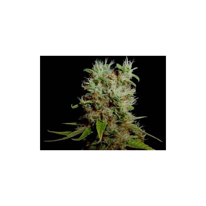 G13-Haze Buddha's Sister Regular de Soma Seeds