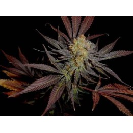 G13-Haze Lavender Regular de Soma Seeds