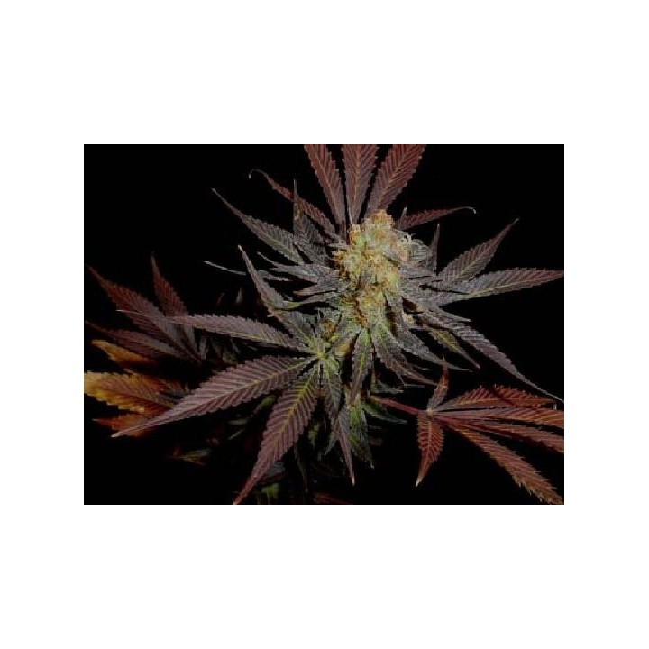 G13-Haze Lavender Regular de Soma Seeds